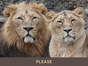 Adopt a Lion