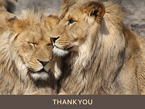 Adopt a Lion