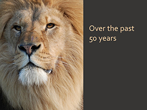 Adopt a Lion