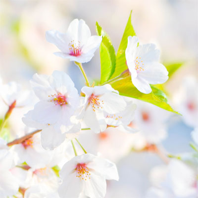 Sundew florist slides