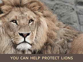 Adopt a Lion