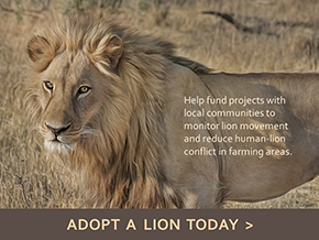 Adopt a Lion