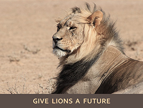 Adopt a Lion