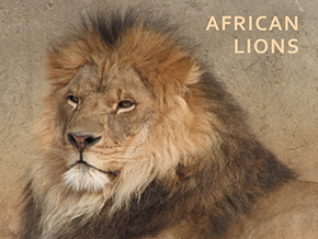 Adopt a lion