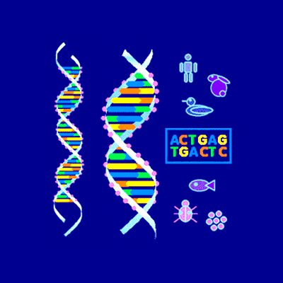 Human Genome / Presentation slides
