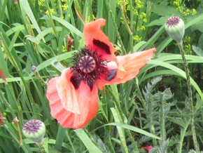 Photograph © Iona June