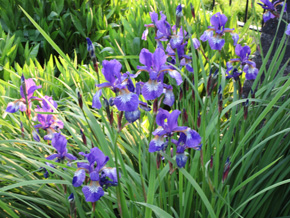 Photograph © Iona June