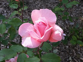 Photograph © Iona June