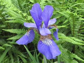 Photograph © Iona June