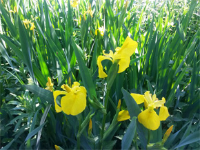 Photograph © Iona June