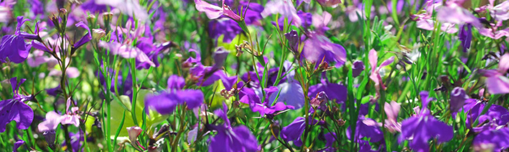 Photograph © Iona June