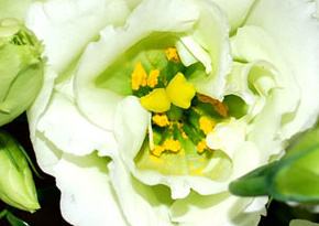 Photograph © Iona June