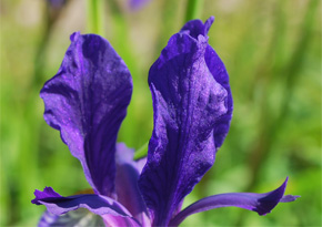 Photograph © Iona June