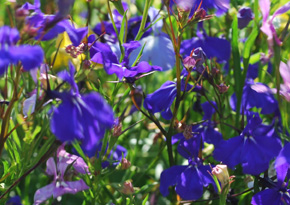 Photograph © Iona June