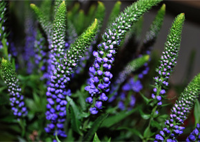 Photograph © Iona June