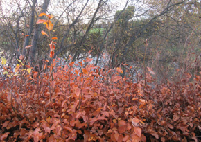 Photograph © Iona June